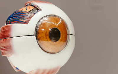 Partes del Globo Ocular: Conoce toda su anatomía y funciones específicas para cuidar tu visión